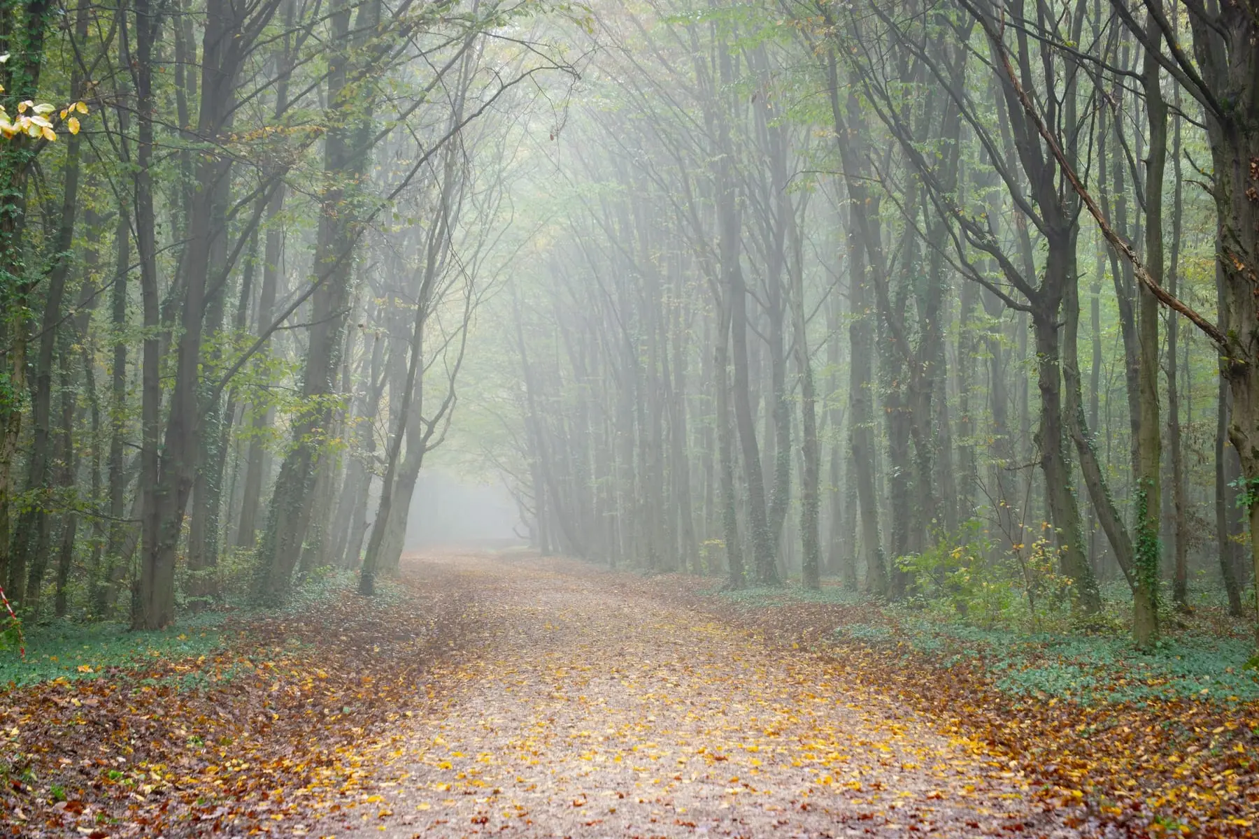 A quiet forest path covered in fallen leaves, fading into morning mist